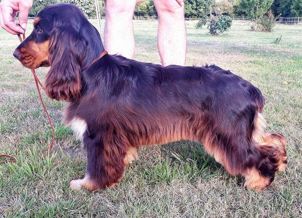 chiot Cocker Spaniel Anglais Cyrille Gaussail