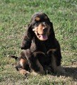 Cyrille Gaussail - Chiot disponible  - Cocker Spaniel Anglais