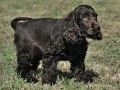 Cyrille Gaussail - Chiot disponible  - Cocker Spaniel Anglais